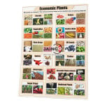 Economic Plants